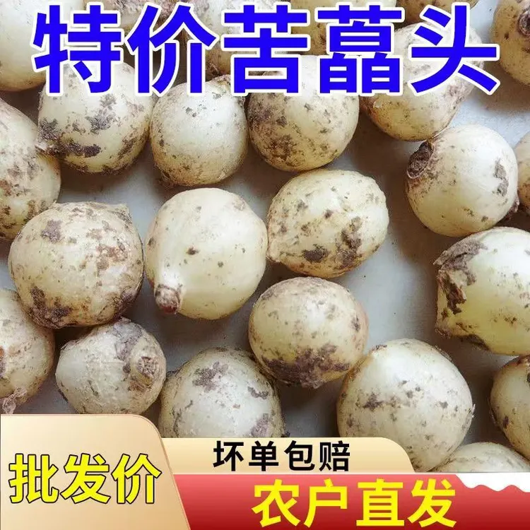 苦藠团葱新鲜时令蔬菜四川农家自种苦藠头葱种野葱头小蒜头薤白