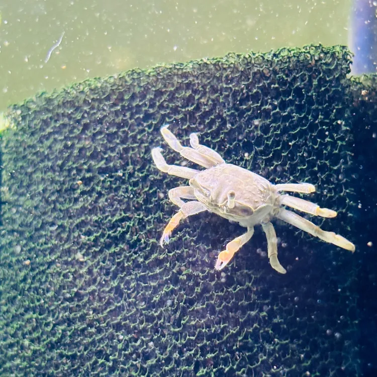 观赏蟹迷你辣椒蟹宠物蟹淡水深水可养豆豆蟹水族用品