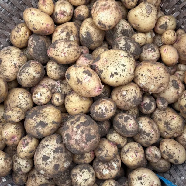 新鲜小土豆农家自种冬洋芋马铃薯现挖现发软糯可口