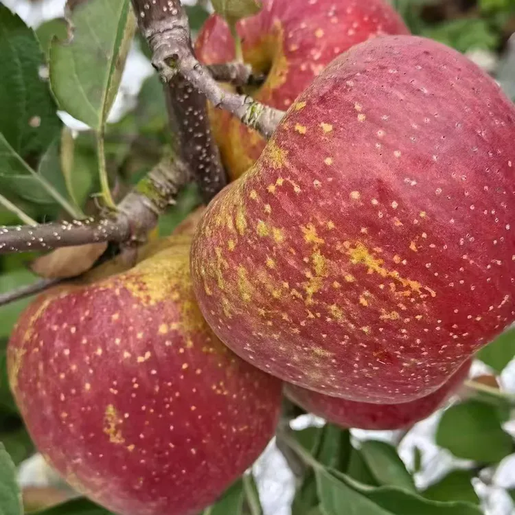 正宗云南昭通高海拔丑苹果红富士脆甜多汁