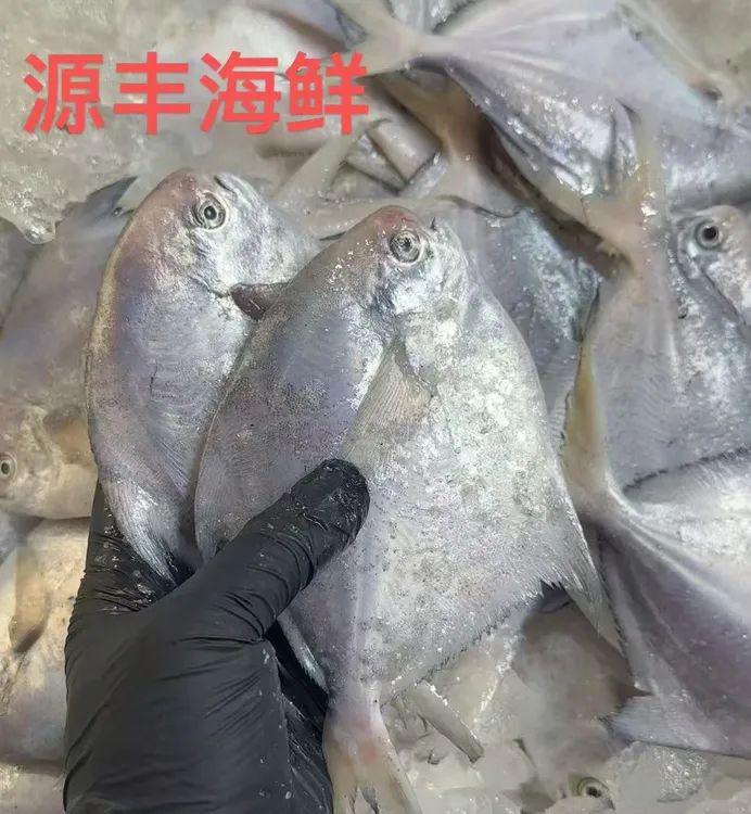 吕四本港新鲜捕捞鲳鱼 肉质细腻 顺丰包邮