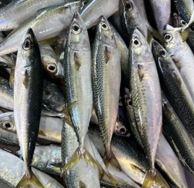 广东惠来神泉港 照灯花仙鱼（青占鱼）清蒸半煎煮烧烤非常鲜。