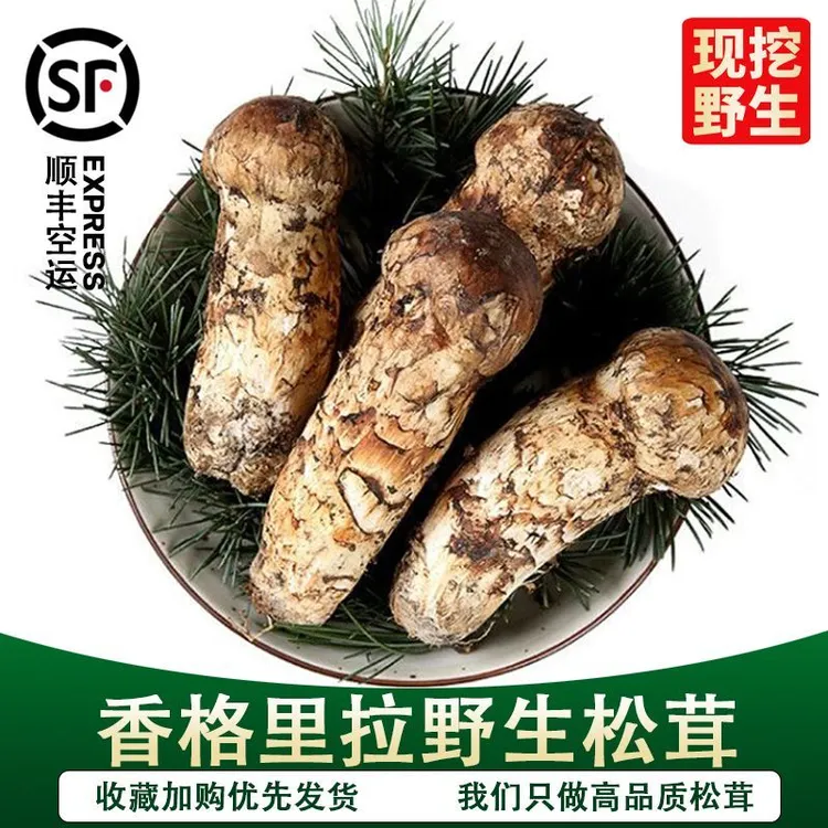 新鲜松茸野生菌云南特产香格里拉2025食用菌菇类顺丰空运煲汤实惠