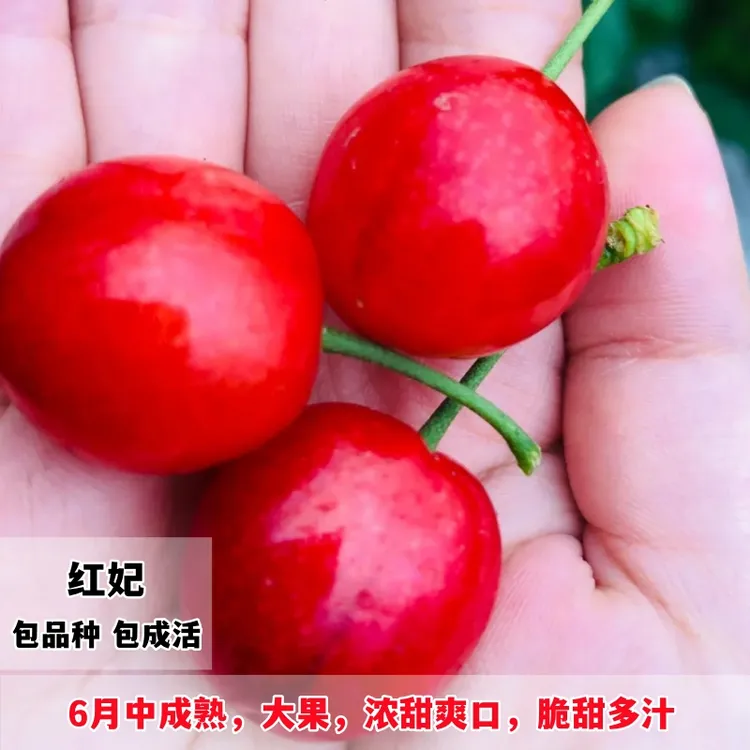 正宗鸡心大樱桃红妃樱桃当年结果嫁接苗樱桃树苗适合南北方种植