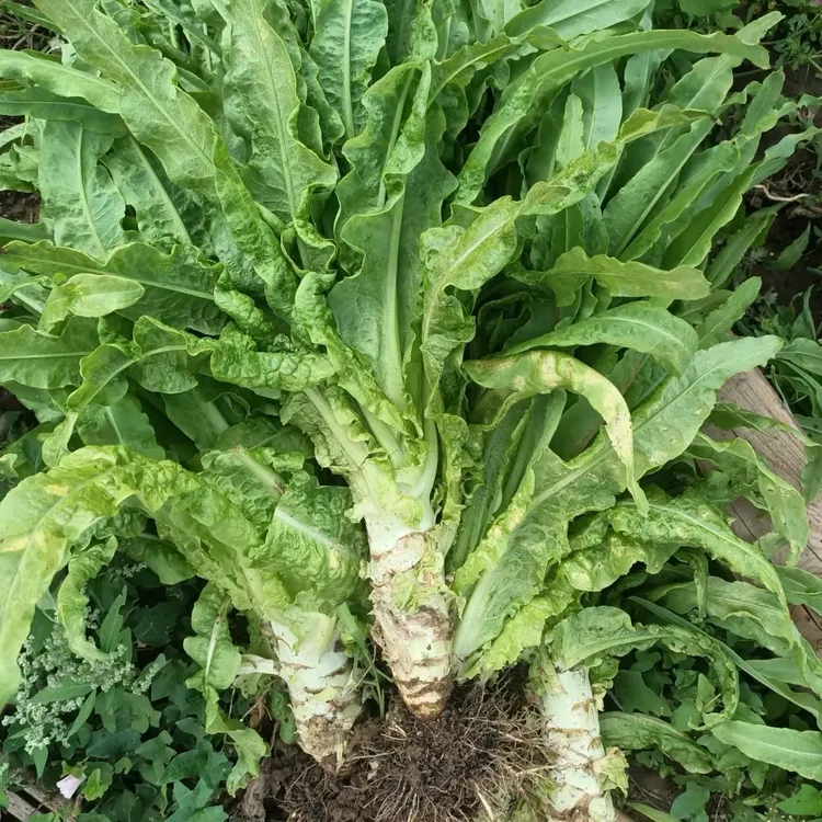 贵州莴苣菜农家种植莴笋莴苣新鲜采摘莴笋农产品蔬菜豌豆尖莴笋尖