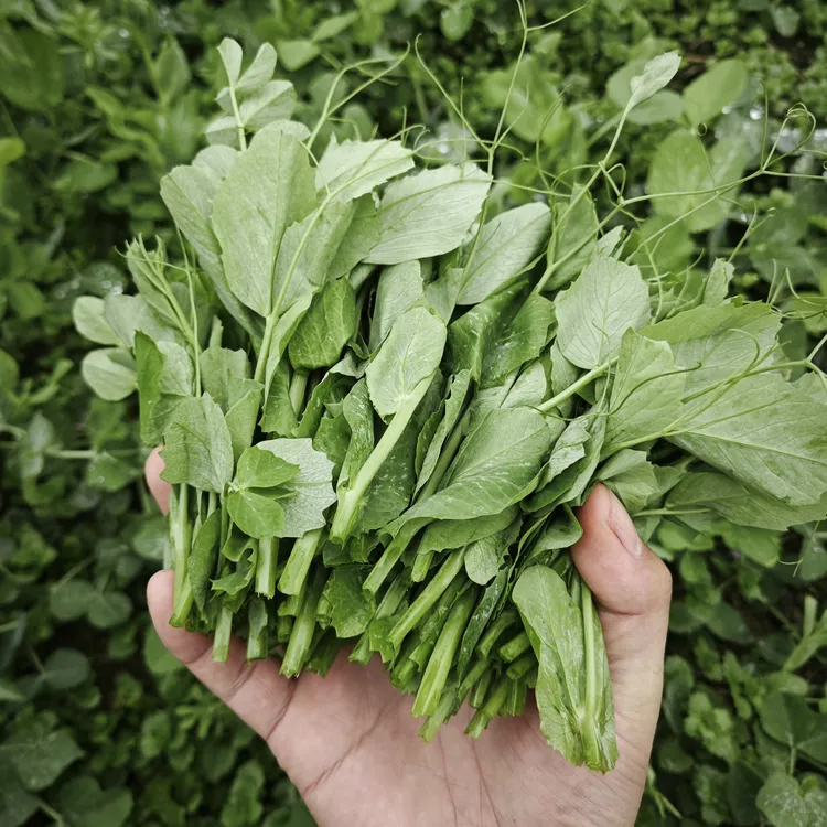贵州新鲜豌豆尖现摘现发豌豆苗手掐菜当季时令蔬菜现采火锅菜