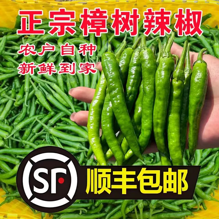 湖南正宗樟树小青椒现采现发露天种植皮脆皮薄新鲜顺丰包邮