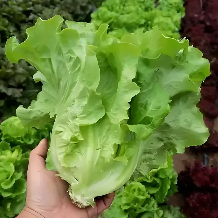 新鲜意大利生菜绿叶菜烤肉涮火锅河南当季罗莎绿生菜低脂蔬菜现挖