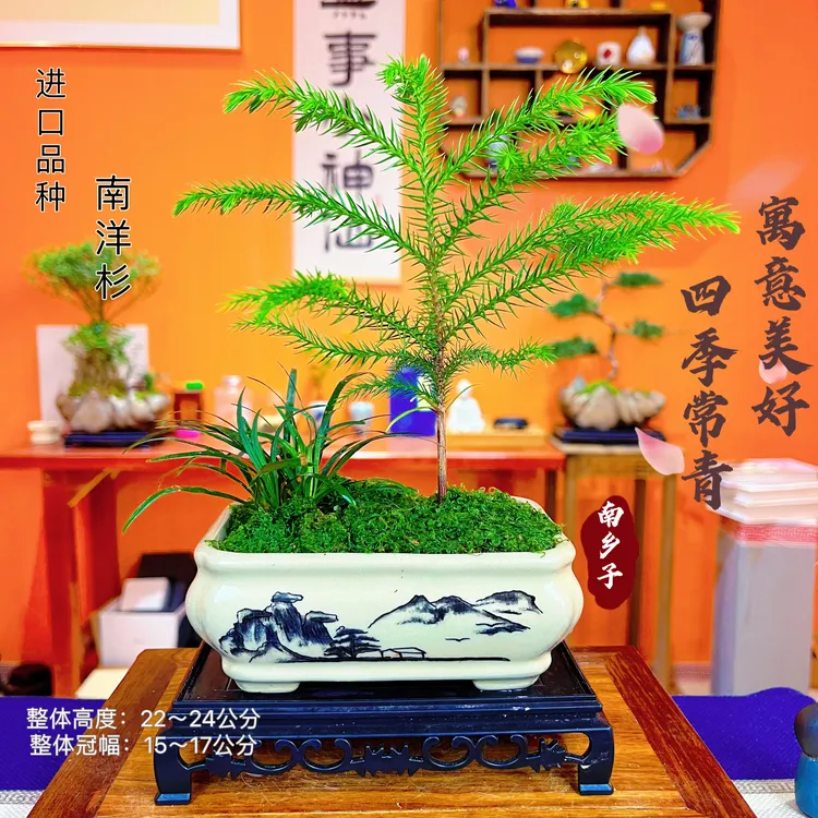 南洋杉圣诞树松树室内客厅办公室小绿植微型盆景北欧网红花卉盆栽