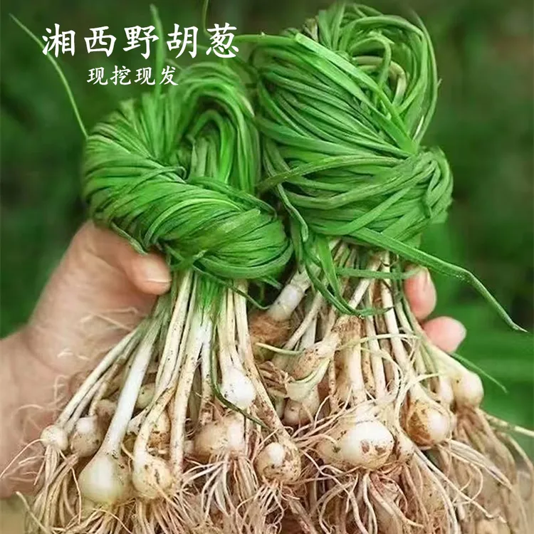 湘西新鲜沙葱现挖野胡葱野葱小山蒜辛香鲜辣爽口百搭蔬菜顺丰包邮