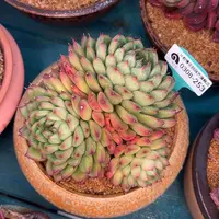 多肉一物一拍0308-253