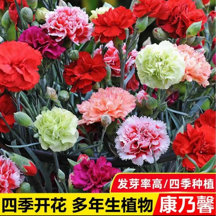 精品【重瓣康乃馨种子】康乃馨种籽四季种开花盆栽耐寒易活花卉种籽商品图