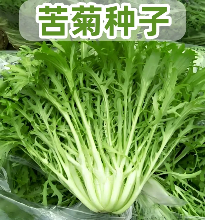 【苦菊种子】四季易种阳台庭院盆栽地栽南北方种植