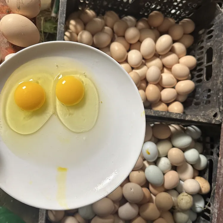 粉壳农家散养土鸡蛋新鲜健康(顺丰包邮)