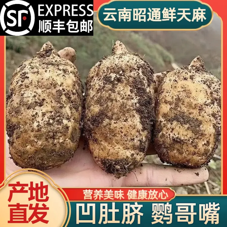 【精品天麻原产地】云南昭通小草坝乌天麻新鲜天麻现挖精品顺丰包邮