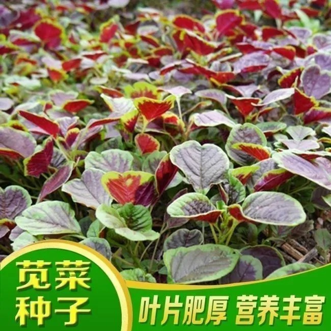 圆叶红苋菜种子秋不老春秋播特红耐热不易结籽蔬菜种子