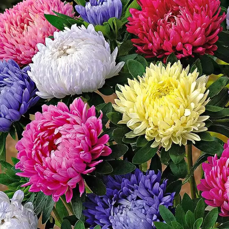 【新疆西藏包邮】翠菊种子大花好养的花种籽庭院花籽易活花种籽四季