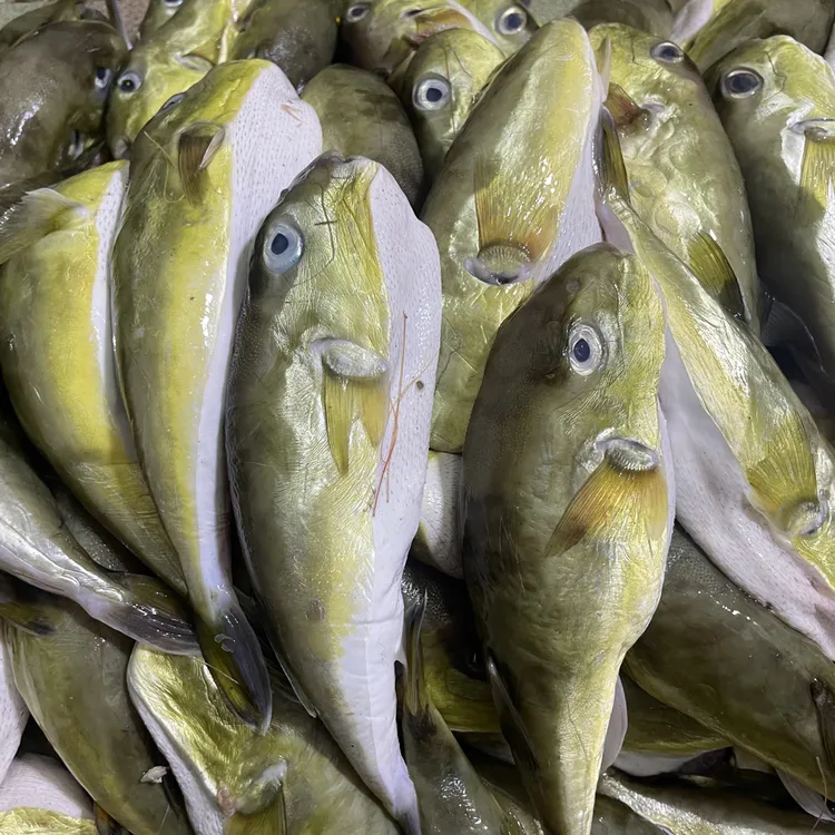 惠来神泉港口乖鱼2-4条/斤潮汕名鱼青乖鱼本港海鱼