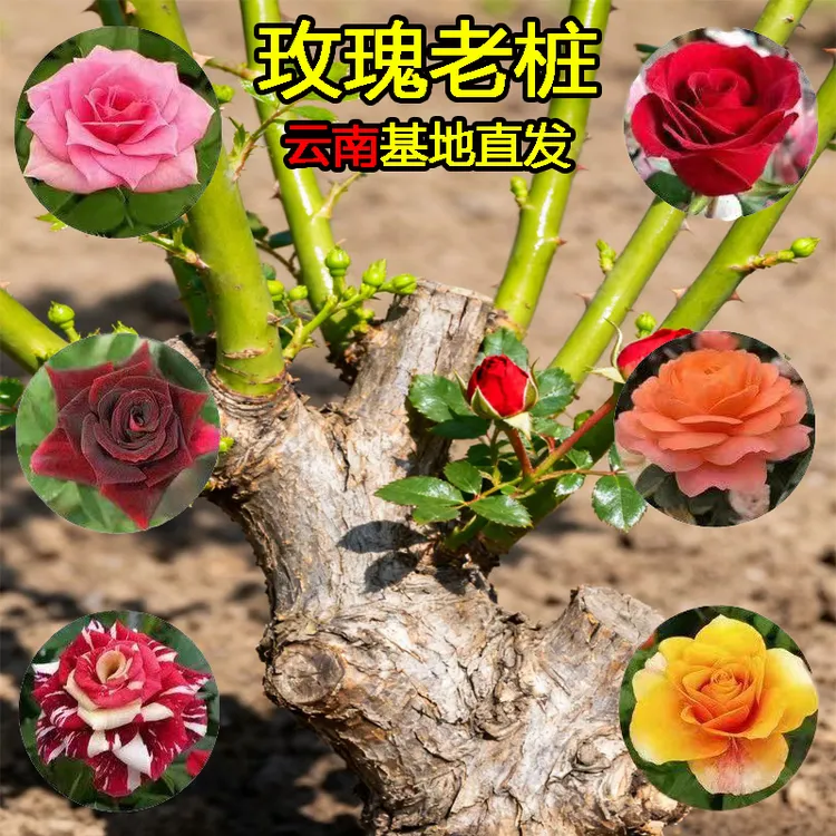 玫瑰老桩树苗大花盆栽浓香型月季玫瑰花老根多色庭院蔷薇耐热耐寒