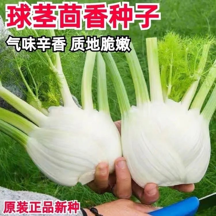 【球茎茴香种子】食用青皮割茬小茴香籽结球四季播春秋冬季盆栽蔬菜