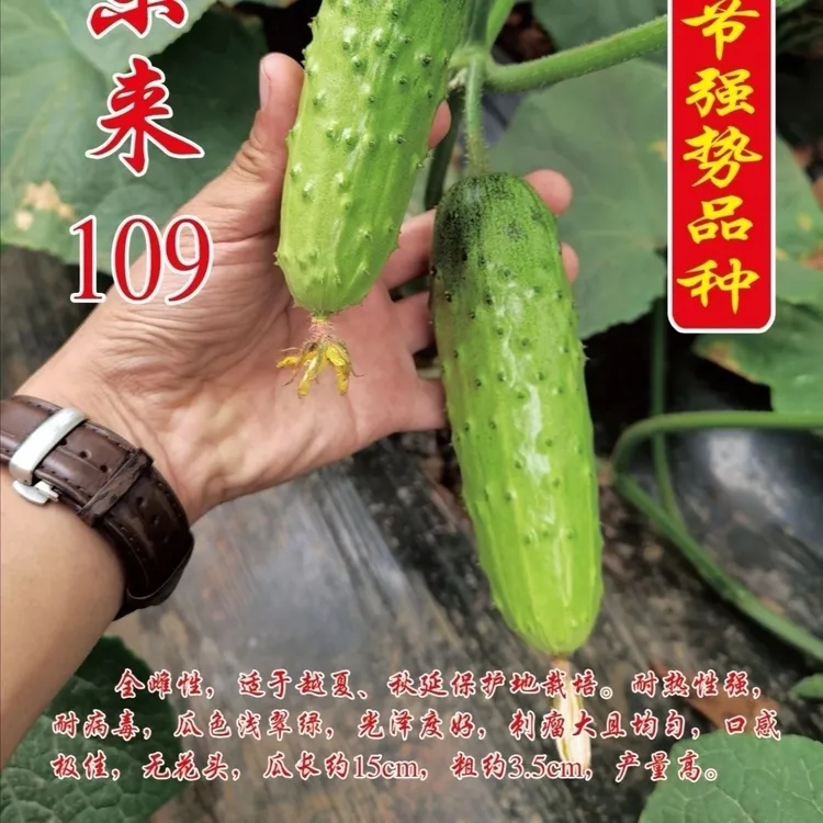 耐热抗病高产全雌型浅翠绿油亮大刺瘤黄瓜种子