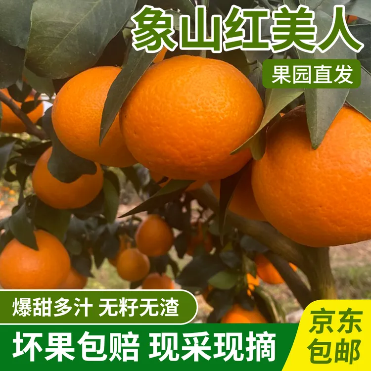 5斤当季现摘（象山产地）新鲜象山红美人柑橘橘礼爱媛28号优质天然