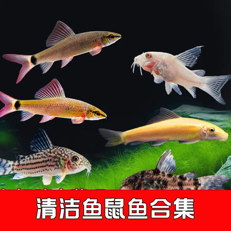 【热带鱼】鼠鱼集锦活体工具鱼清洁鱼金苔鼠清道夫除藻鱼缸水族箱
