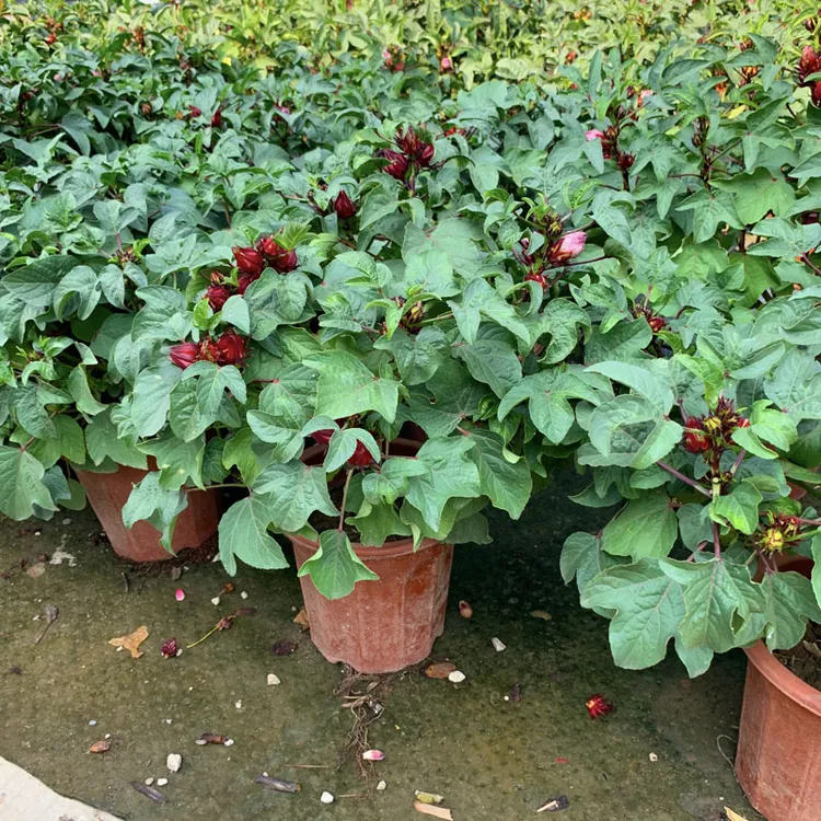 洛神花树盆栽庭院阳台耐热绿植玫瑰茄红桃K苗可食用泡茶美容养颜