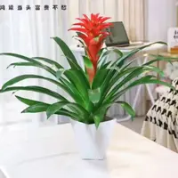 鸿运当头水培大型凤梨盆栽易活植物适合办公室客厅阳台