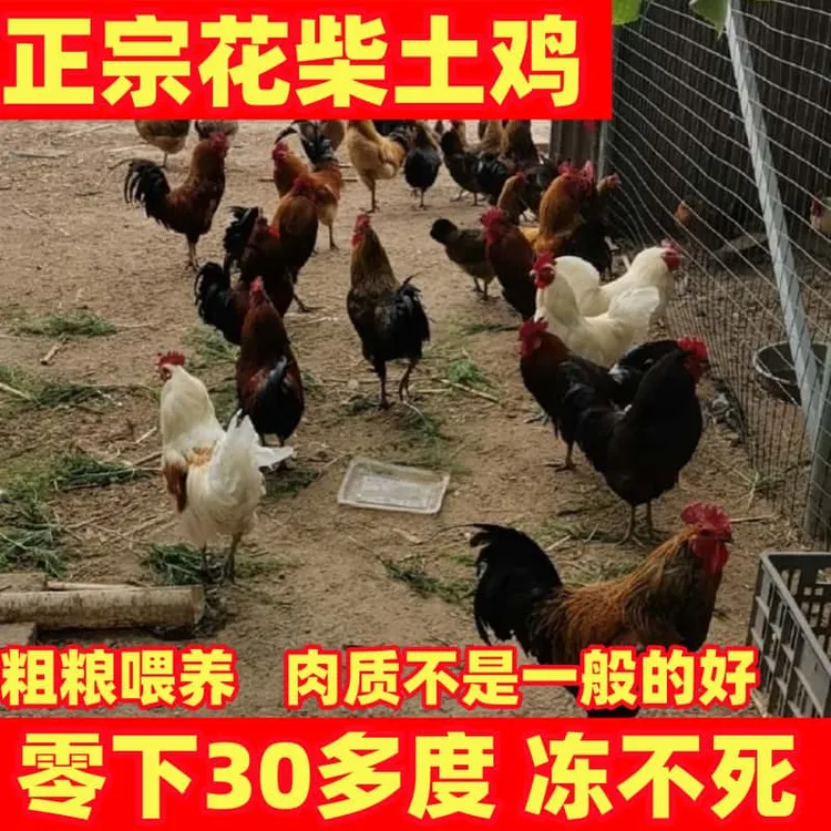 粗粮喂养花柴土公鸡跑山鸡散养土鸡抗极寒肉质鲜美细嫩鸡肉