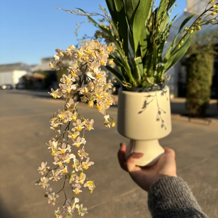 梦香兰——柠檬粉梦香兰 (任意两颗包邮只拍一颗发苗