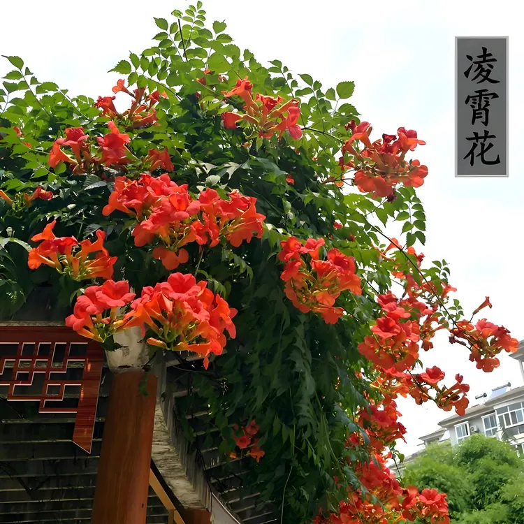 凌霄花爬藤大苗盆栽植物四季开花老桩花卉阳台庭院植物树耐寒树苗