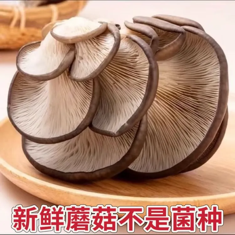 新鲜蘑菇现摘平菇香菇【注意不是菌种，是菜！！！】