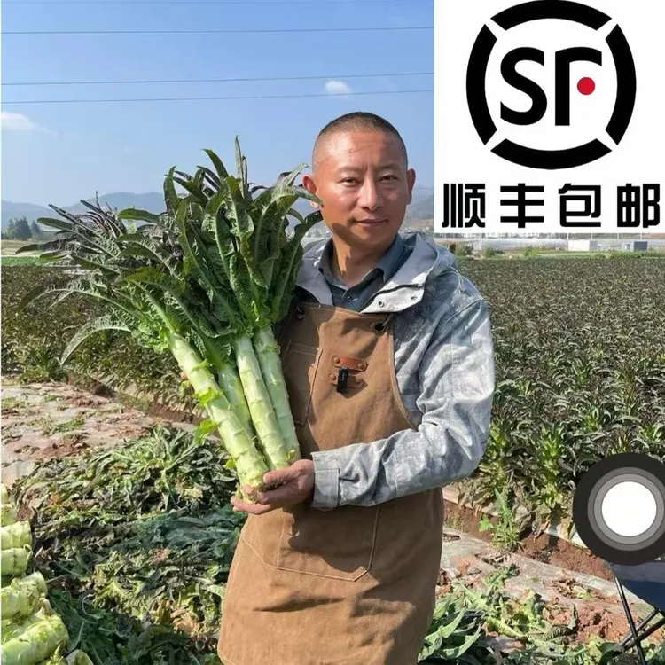【阿斌生鲜专属】顺丰包邮云南莴笋新鲜绿心莴笋香笋紫叶莴笋青笋