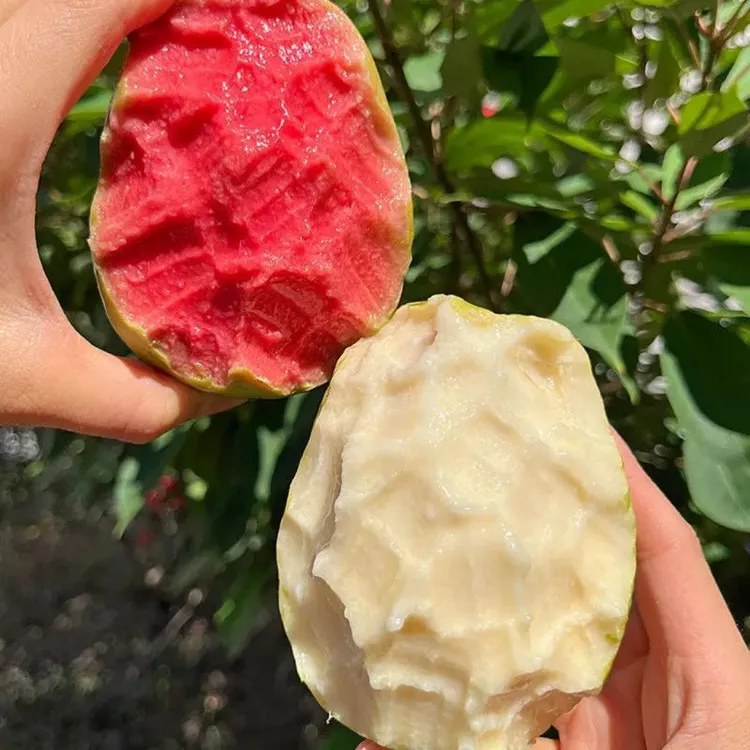 广西红心白心芭乐软心番石榴新鲜水果红心软芭乐 坏果包赔