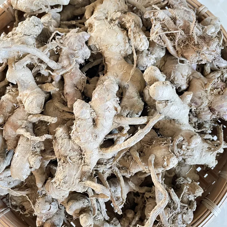 新鲜现挖正宗广东阳春老风姜孕妇月子姜