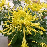 【金丝麦浪】大花富贵菊九月菊花苗盆栽适合室内外花开好看