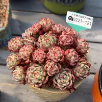 从前慢多肉精选编号0221.121