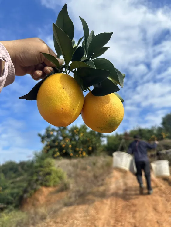 正宗江西赣州赣南脐橙自然熟新鲜采摘新鲜橙子