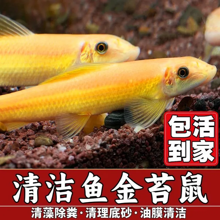 清道夫金苔鼠观赏鱼淡水热带鱼鼠鱼粪青苔类清道夫净化鱼缸除藻