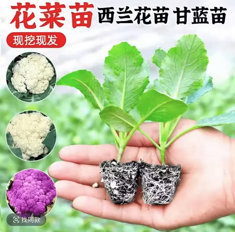 有机花菜苗青梗松花菜白菜花西兰花秧苗秋冬耐寒蔬菜苗盆栽地栽秧