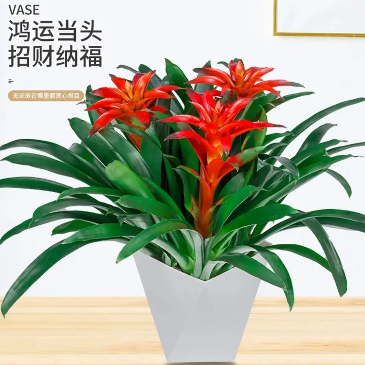 【3颗装】鸿运当头盆栽室内客厅办公室家用净化空气花卉盆栽