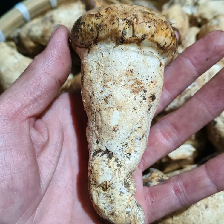 小金现采老人头松苞菇适合炒制煲汤