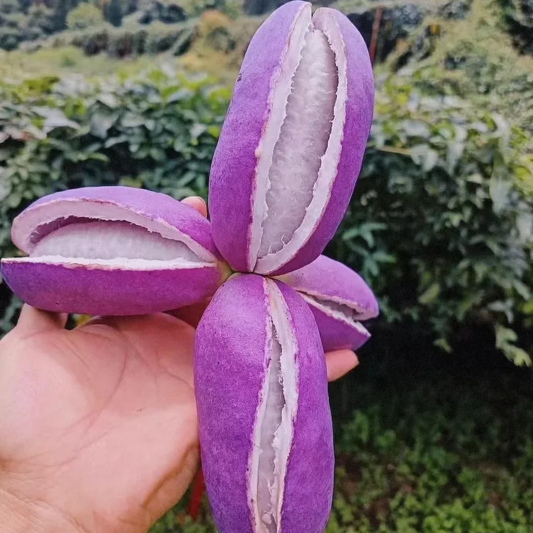 八月瓜种子春播高产蔬果种子耐寒耐热水果盆栽地栽阳台种植甜糯果