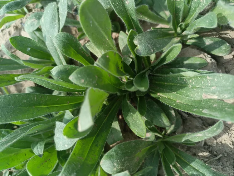 河南特产 面条菜 新鲜羊蹄阔