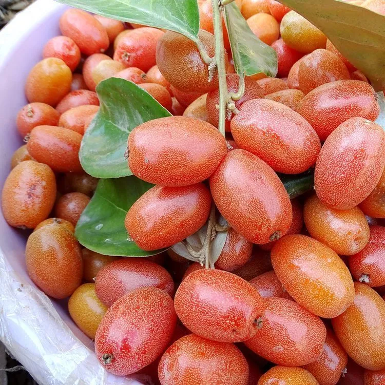 新种子】春季纯甜羊奶果种子四季播种阳台盆栽小院种植高产超甜羊