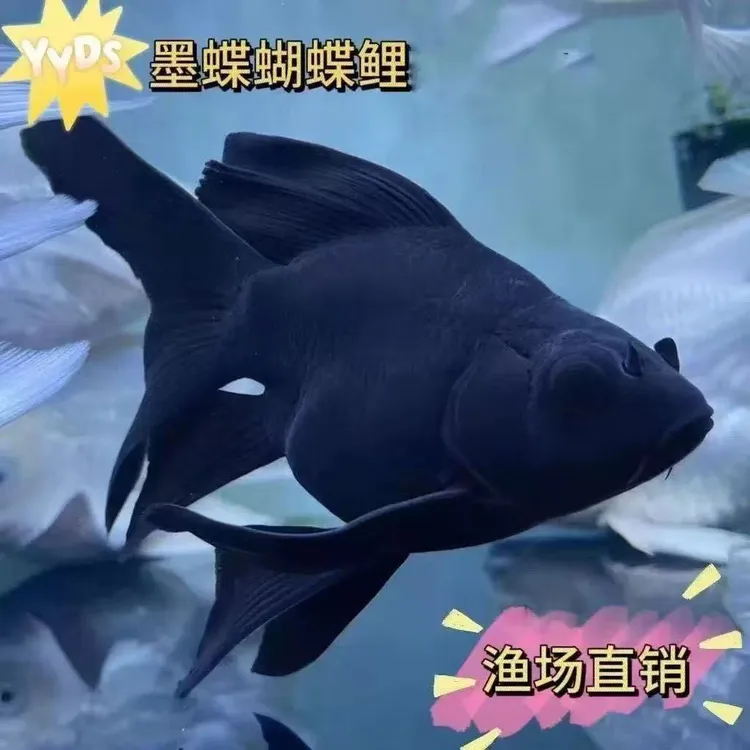 台湾纯种墨蝶五代球体蝴蝶鲤观赏冷水鱼高颜值好养耐活2026新款
