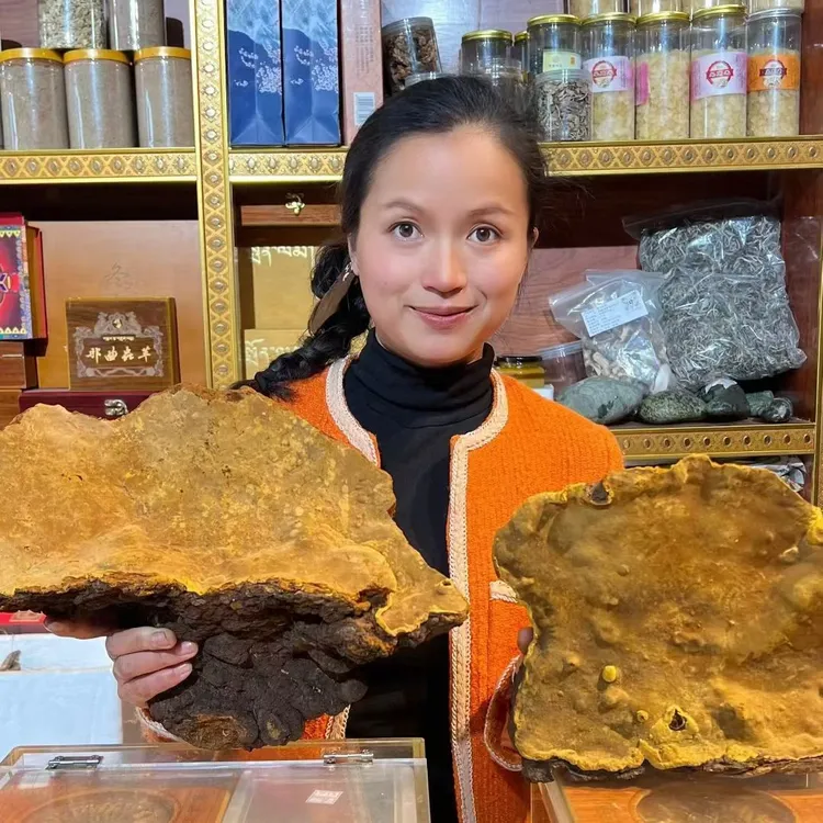 西藏野生桑树桑黄西藏发货