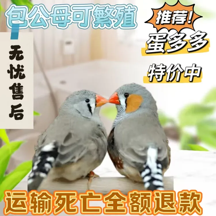 珍珠鸟齐毛齐尾宠物小鸟活物可手养粘人家庭鸟儿童礼物老人解闷