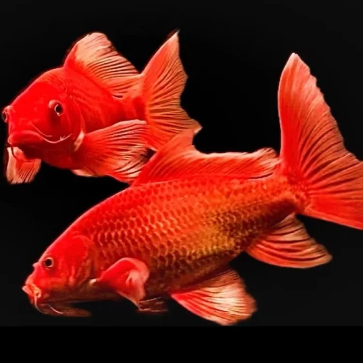 正品蝴蝶龙鲤普身蝴蝶鲤贵妃冷水龙凤白蝴蝶圆鳍顺背满臀耐活好养